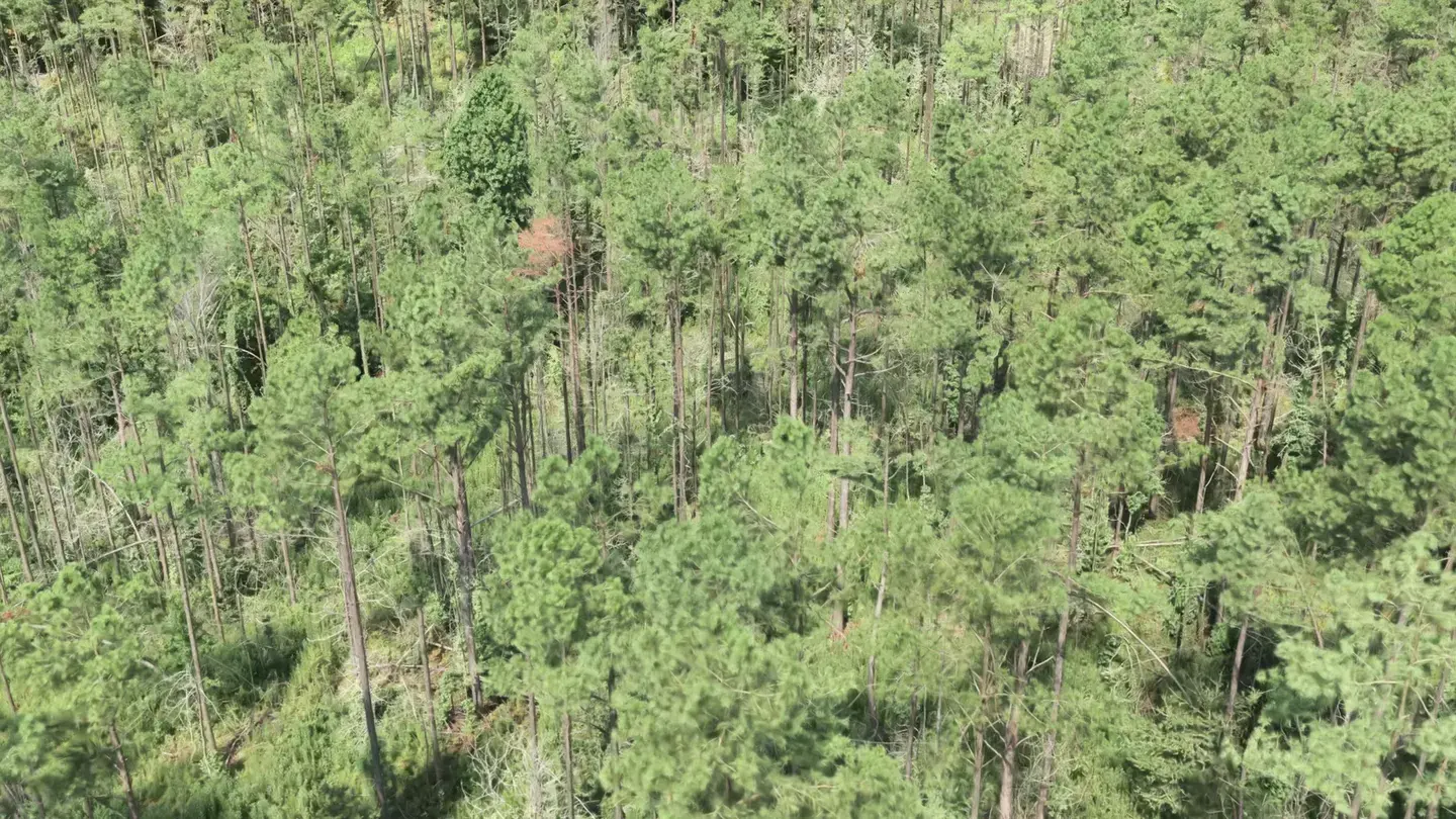 Flight over the stand with the height layer on
