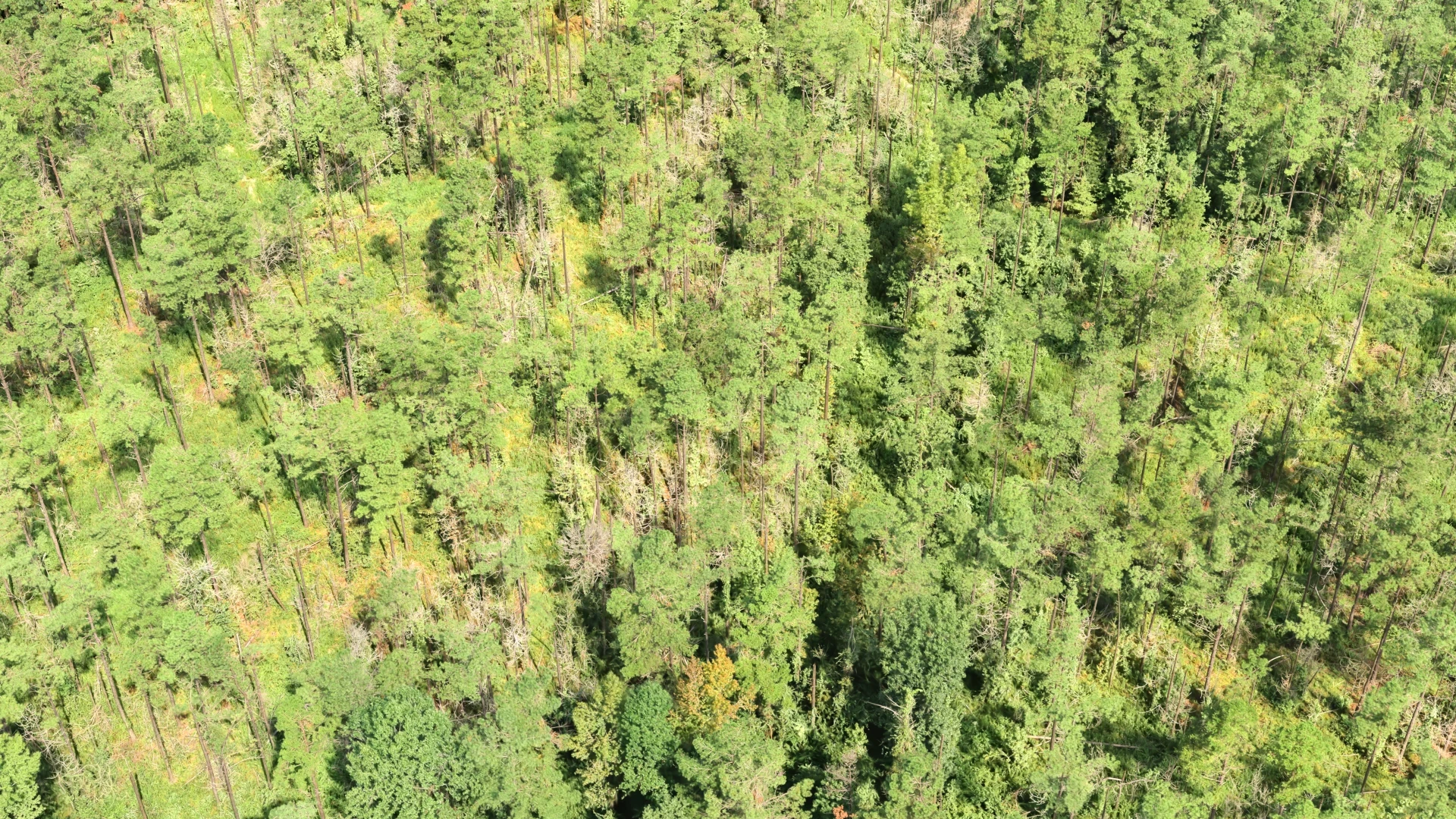 The forest stand at the start of a continuous camera survey