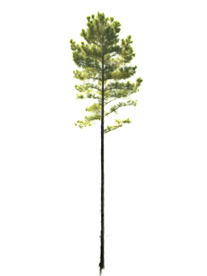 A single pine isolated from its neighbors, with its crown and stem visible