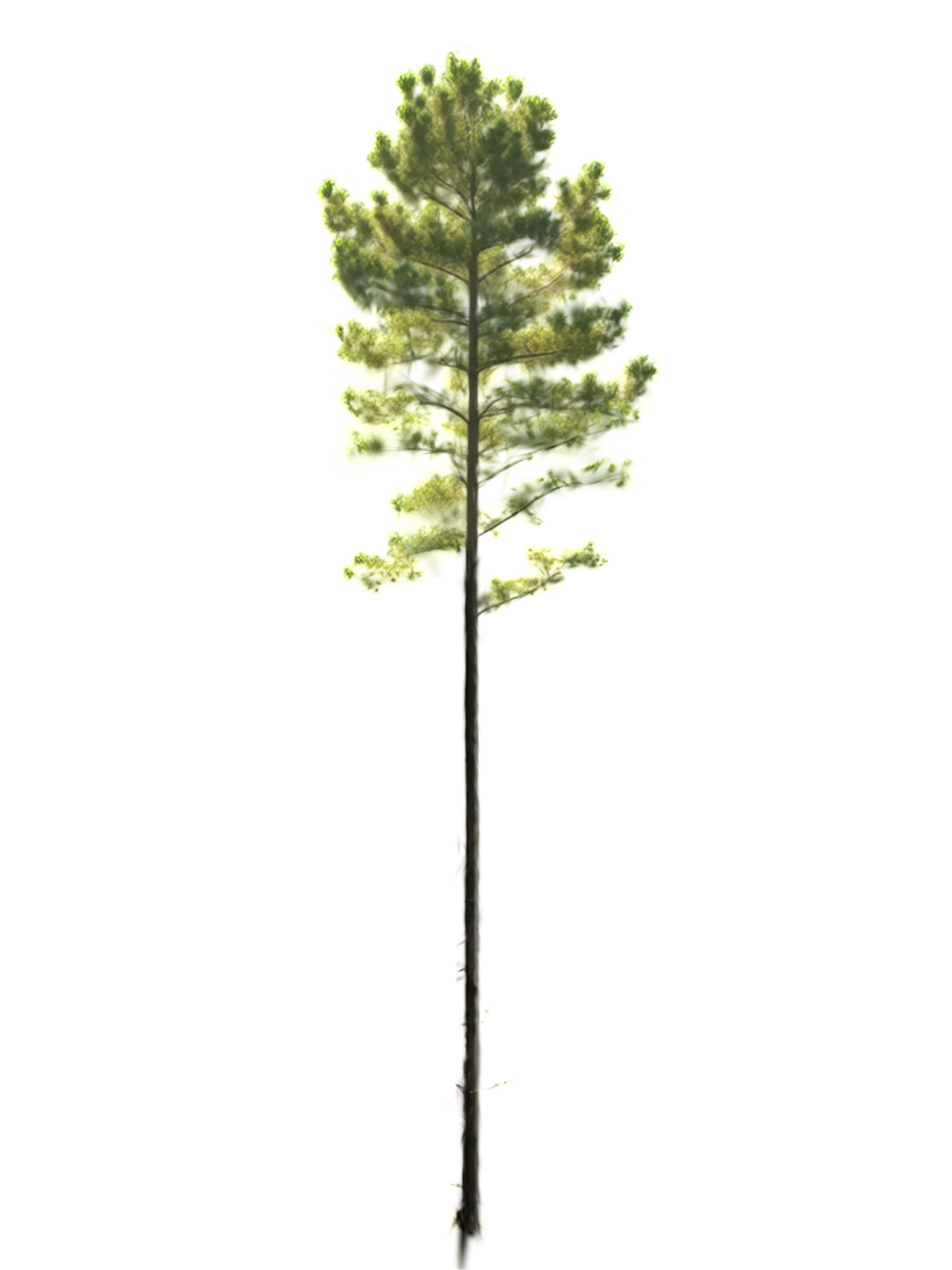 A single pine isolated from its neighbors, with its crown and stem visible