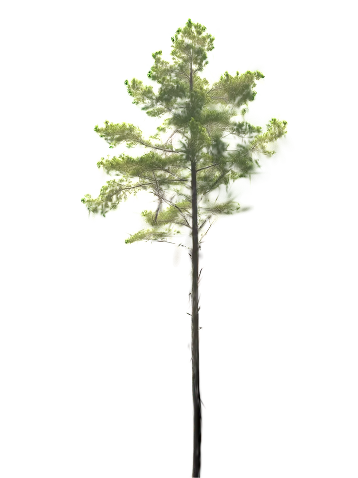 A large pine whose stem bends several times