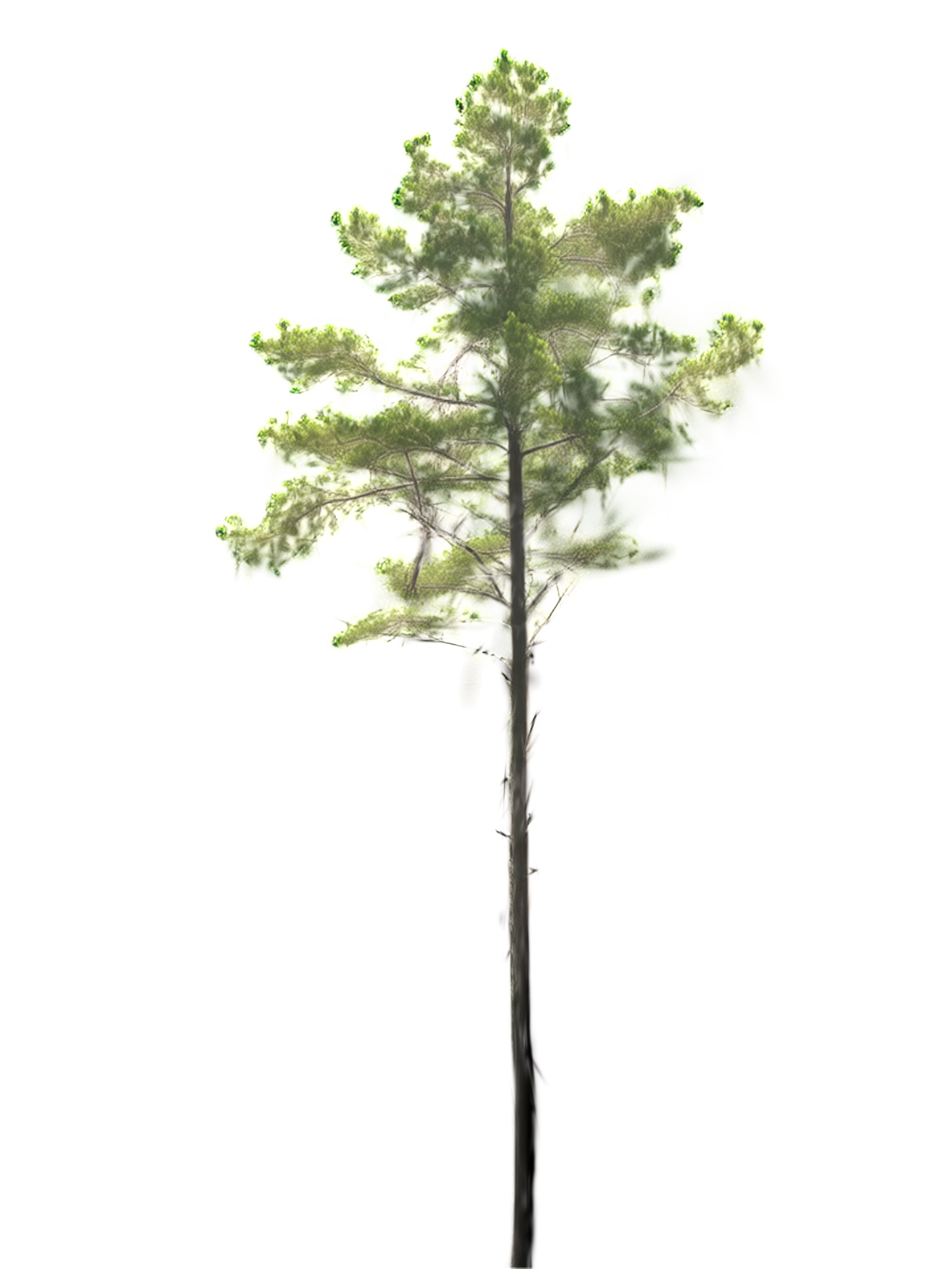 A large pine whose stem bends several times