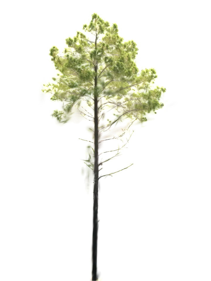 A pine with a broad, layered crown