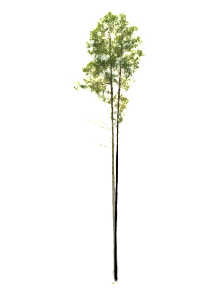 A pine whose stem divides into two full stems a quarter of the way up