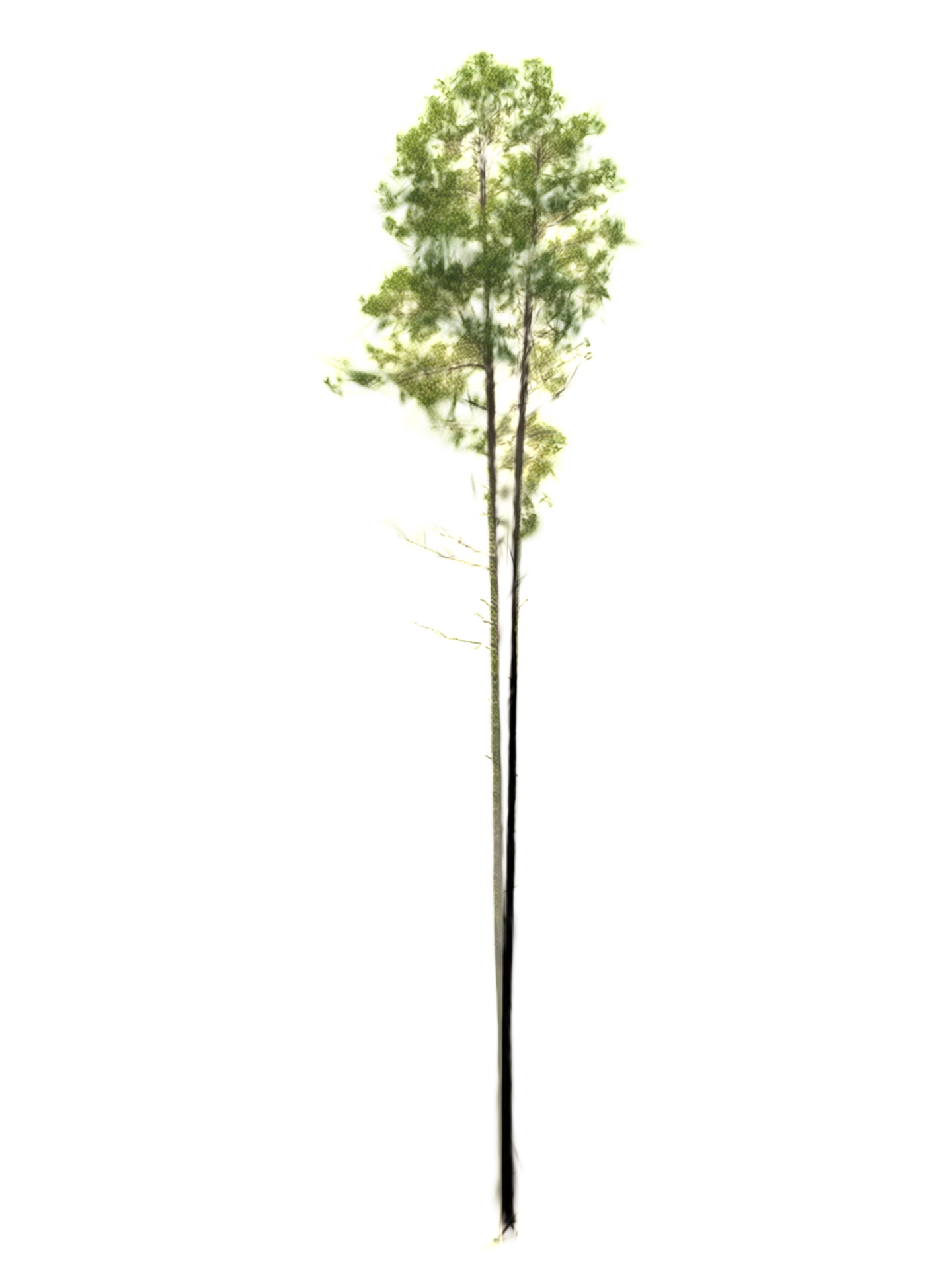 A pine whose stem divides into two full stems a quarter of the way up