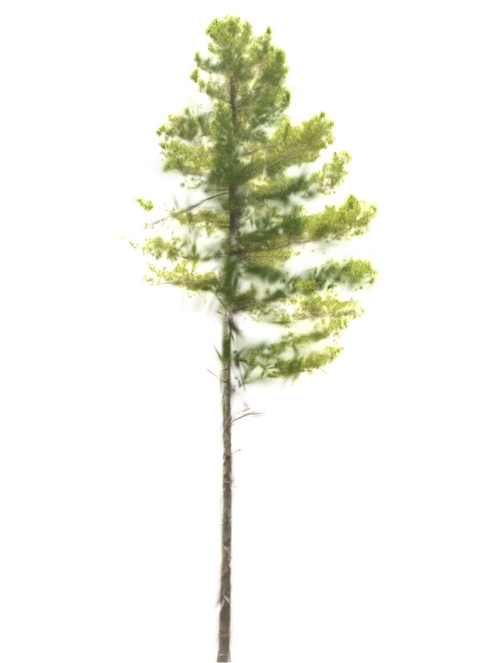 A tall straight pine with a clean stem and a compact crown
