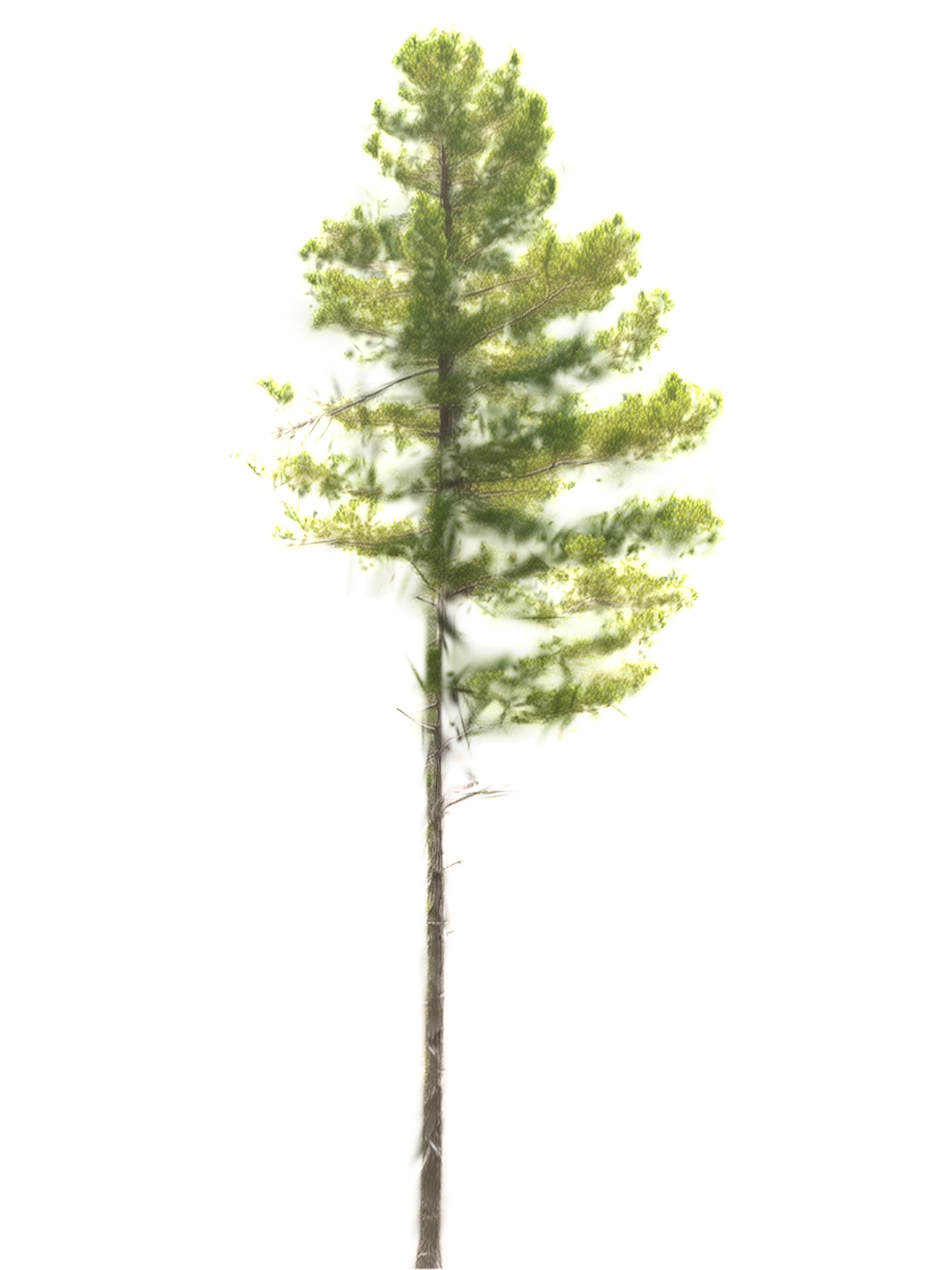 A tall straight pine with a clean stem and a compact crown